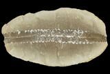 Fossil Fern (Neuropteris) Pos/Neg - Mazon Creek #121185-1